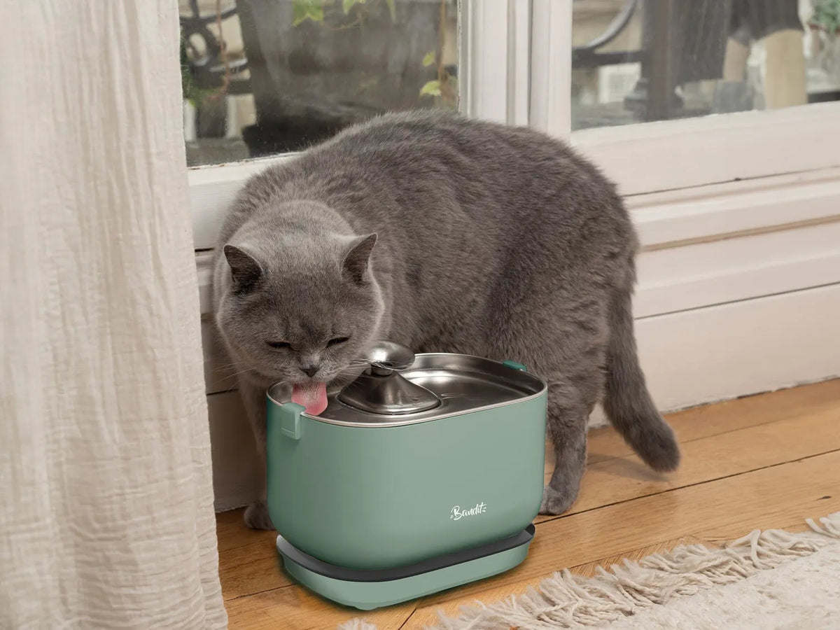 Fontaine à eau sans fil pour chat & petit chien — Bandit