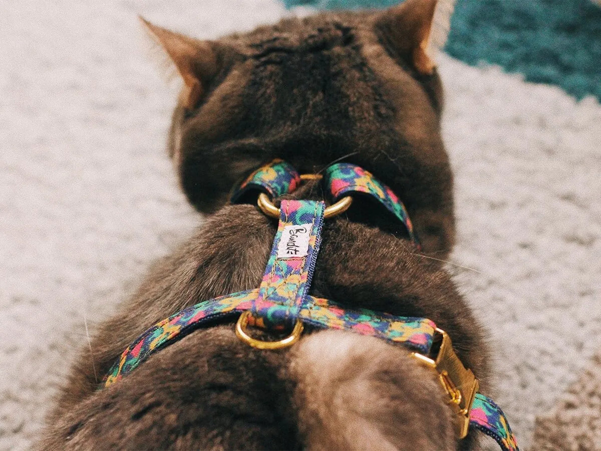 Harnais pour chat motif Ikat — French Bandit